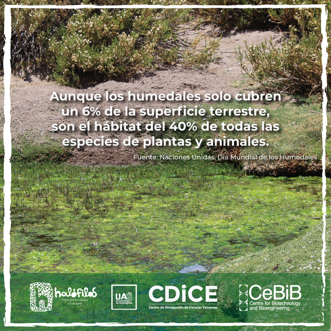 Halófilos tweet media