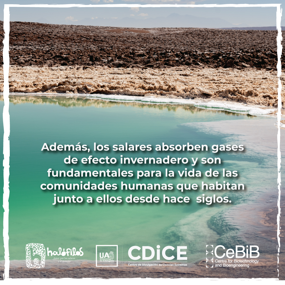 Halófilos tweet media