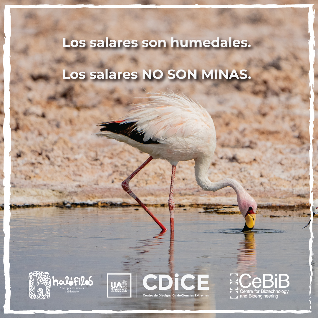 Halófilos tweet media