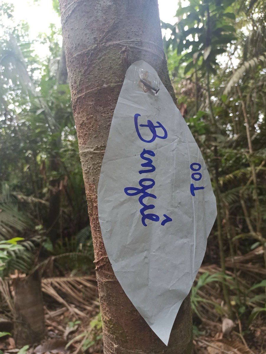 Lúcia, in Amazon's Xipaya territory, catalogs medicinal species and techniques, protecting biodiversity for traditional medicine in Kaarimã Village with Juma Institute and SAMA Health In Harmony. 🌿💚 #AmazonConservation