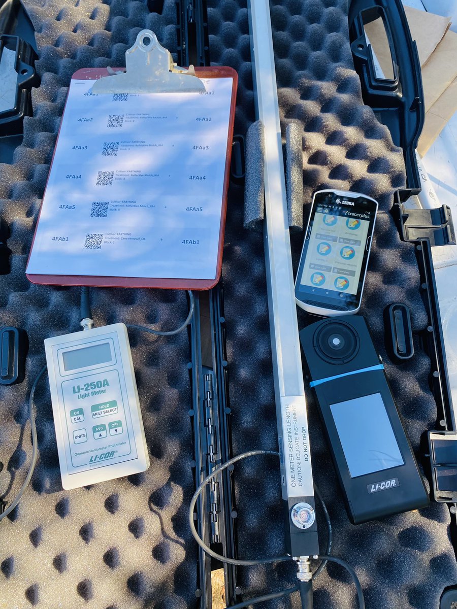Martin Zapien (@martinzapien6) on Twitter photo Let me introduce you to my best friends for this semester! Light sensors :)
At <a href="/ufhorticulture/">UF/IFAS Horticultural Sciences</a> we do research to improve Florida blueberry production <a href="/GNunezUF/">Gerardo Nunez</a> <a href="/BBerryBreeding/">Blueberry Breeding 🫐</a> #plantphysiology #lightinterception Let me introduce you to my best friends for this semester! Light sensors :)
At <a href="/ufhorticulture/">UF/IFAS Horticultural Sciences</a> we do research to improve Florida blueberry production <a href="/GNunezUF/">Gerardo Nunez</a> <a href="/BBerryBreeding/">Blueberry Breeding 🫐</a> #plantphysiology #lightinterception