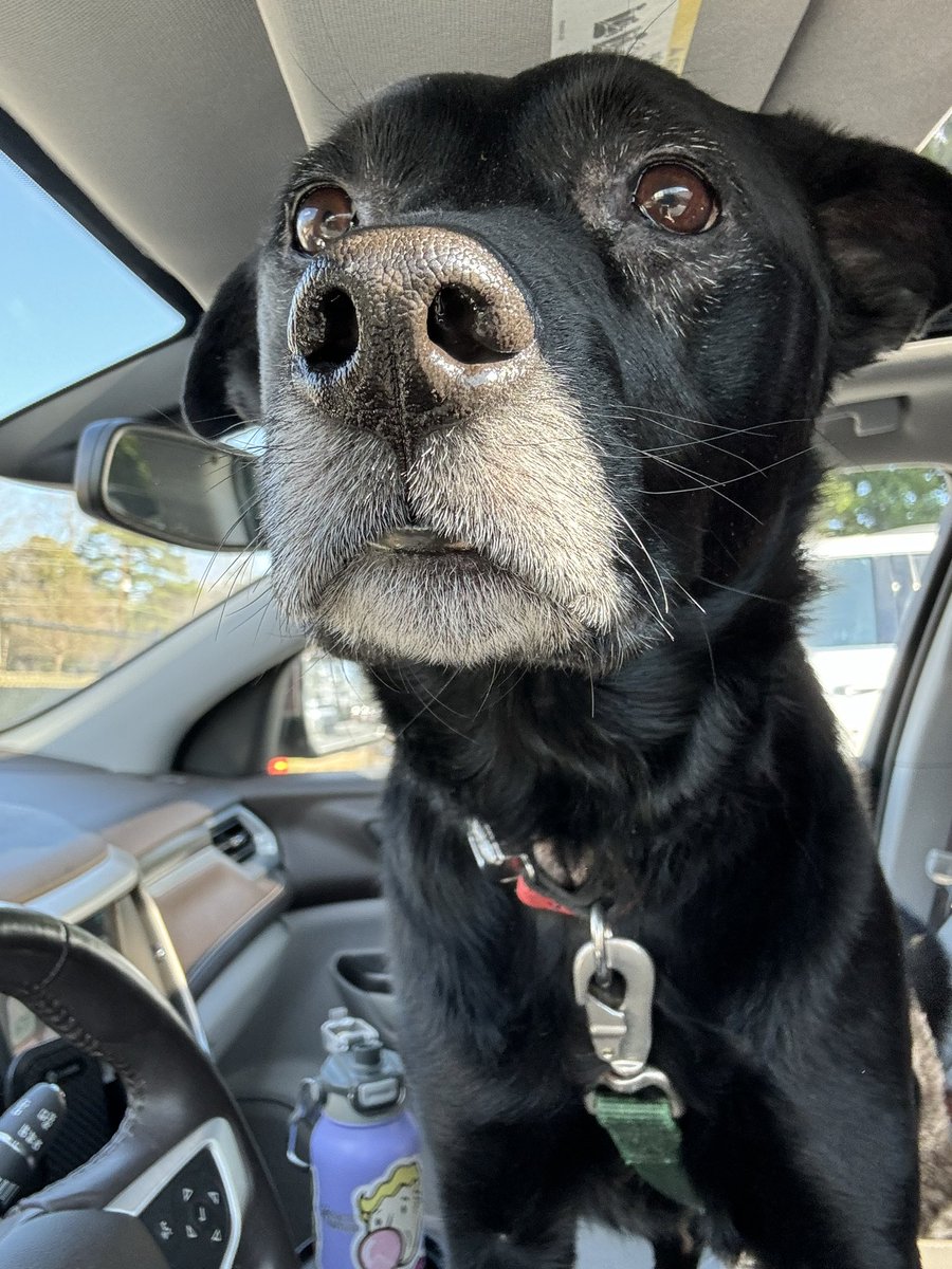sassylady1103's tweet photo. Lu decided she was driving today. Oh boy! #SweetLu #DogsofTwitter https://t.co/lDdQPXoPPm
