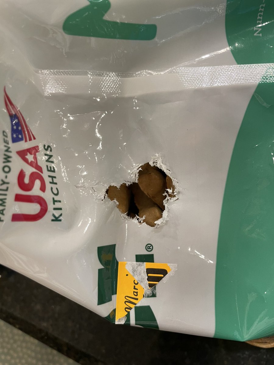 JessicaLRohlik's tweet photo. Absolutely love coming home from a week away to the fact that mice have had a shitshow 💩 (literally) party in my pantry while I was gone… 🙄
Anyone have a cat I can borrow?

Good grief this house never gives me a chance to catch up with wildlife issues.

#jessluck https://t.co/FMCpjRVnOO