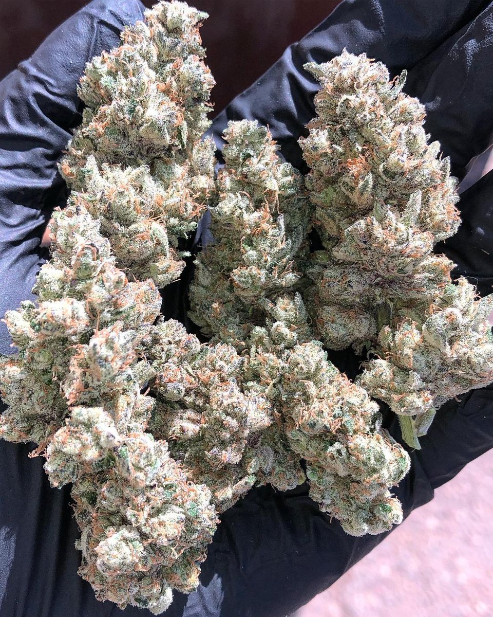 CannaGenesis420's tweet photo. London Pound Cake  getting the trim today! 

For more informations tap in https://t.co/bCcTiHGHRO

 #WelcomeToQuality #Prop203 #StateLicensed https://t.co/SwFNDbUyPB