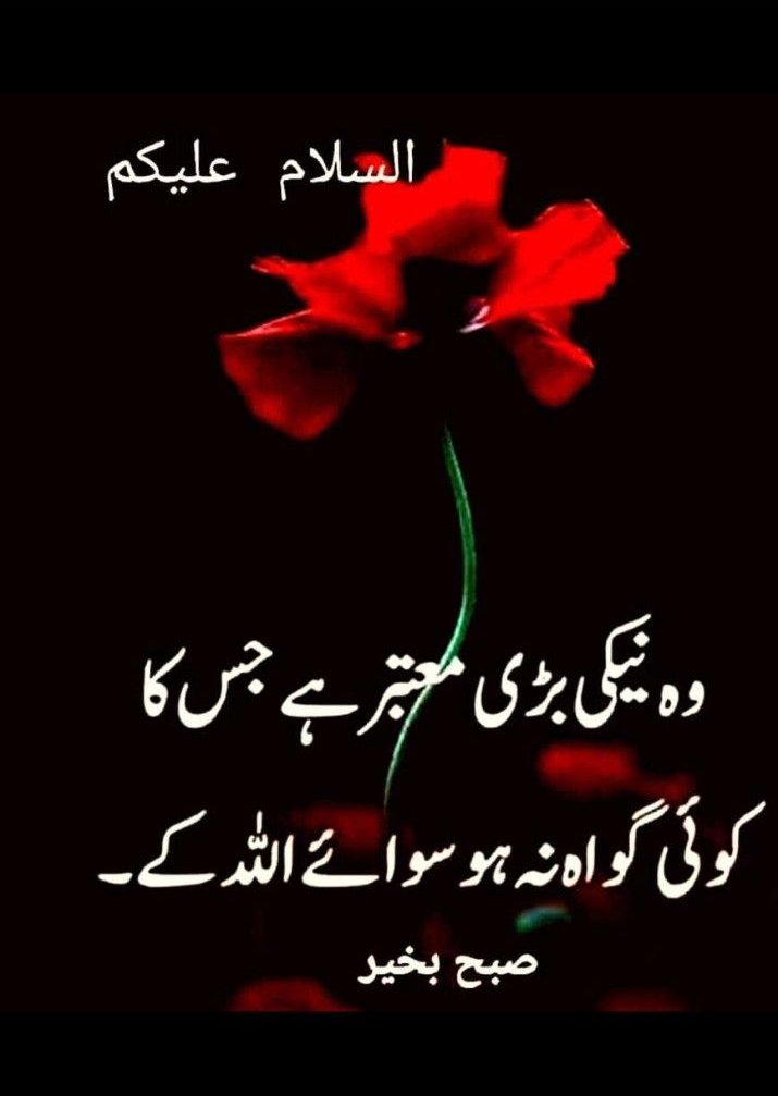 Amna Bajwa (@amnabajwa1124) on Twitter photo 