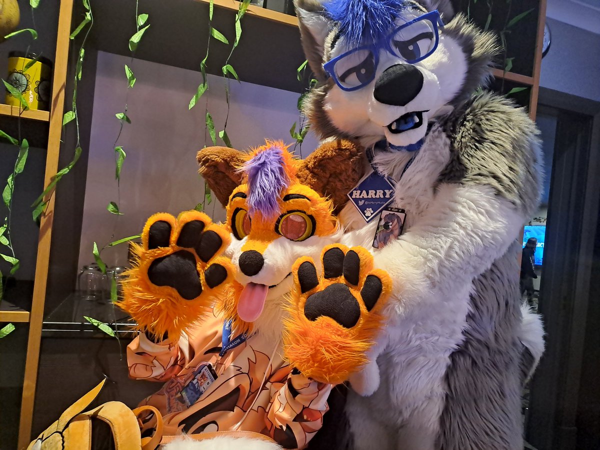 Found <a href="/ItsHarryHusky/">Harry 🐾💙</a> At #Scotiacon!