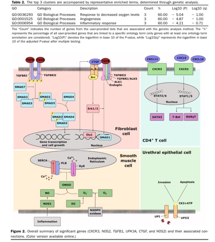 💫A great collaborative study between @UCSFUrology, @UIowa_urology, and @CaseUrology revealed significant gene expression changes in urethral stricture! @ben_breyer @kscarberryMD @shubhamdotgupta please see the link 👇 pubmed.ncbi.nlm.nih.gov/38160764/ @urogoldjournal