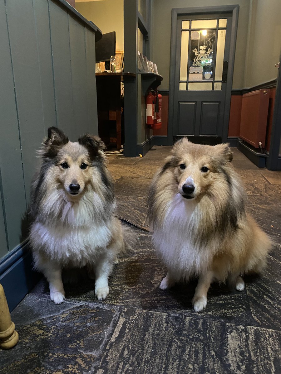 Back at the hotel, had loads of attention tonight. #thedevonshire #grassington #northyorkshire #shelties #woodythesheltie #fonziethesheltie #fromnorthnotts #northnotts