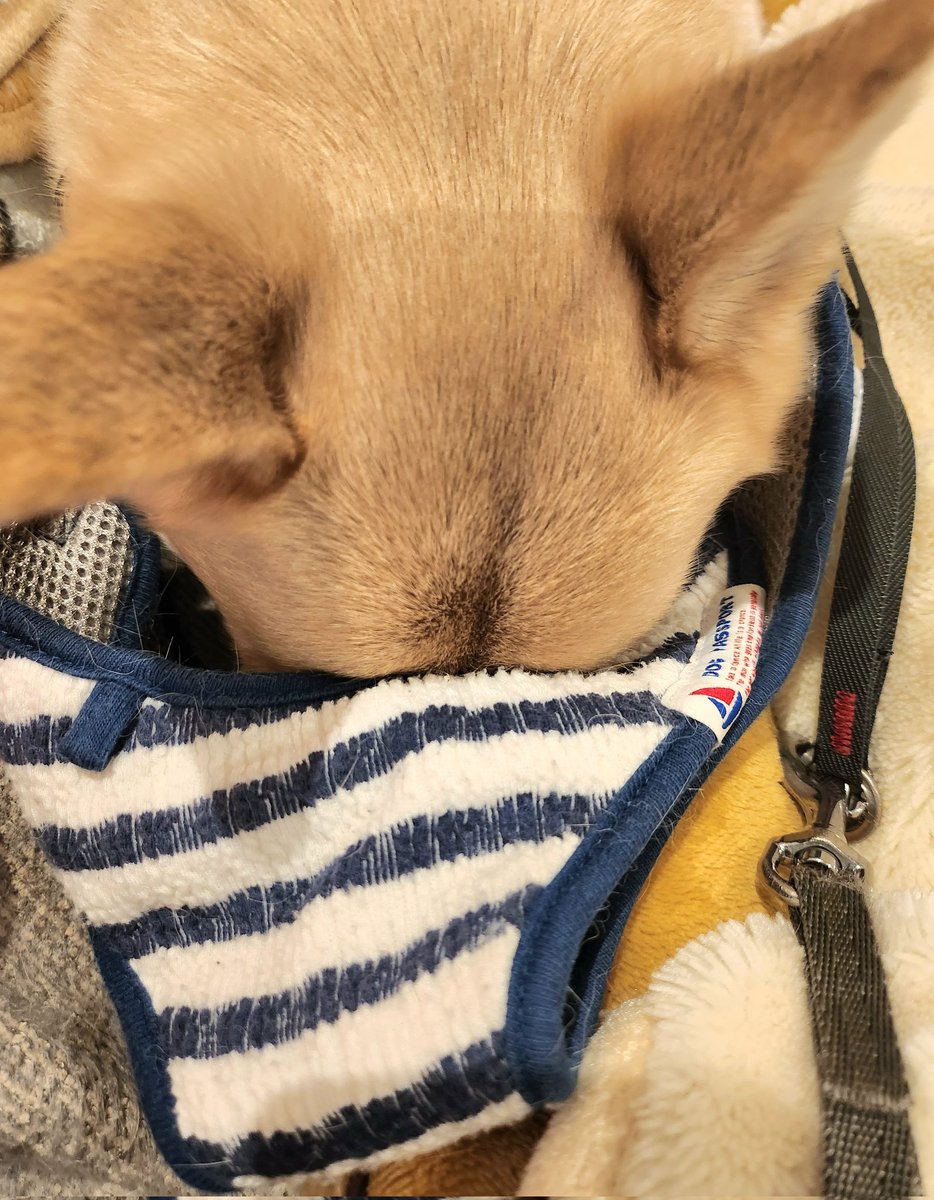 kobachibi007's tweet photo. お散歩拒否中
↓
おてても収納
↓
大好きなアレ
↓
交渉成立
↓
お散歩へ

この流れ嫌いじゃない👍️ https://t.co/bPNk6y2qEc