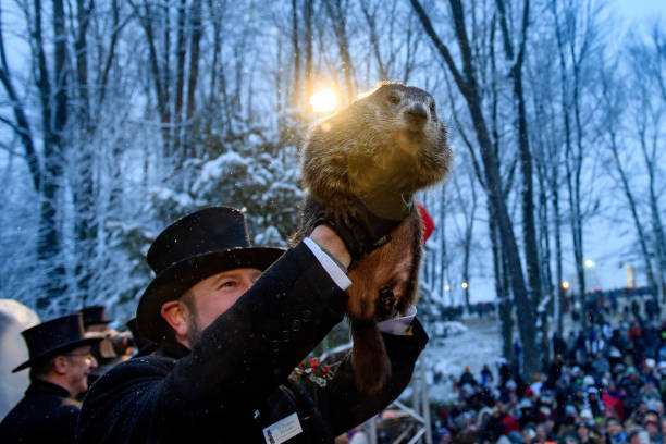 I know it's on the late side, but a recent tweet inspired me to try a #GroundhogDay2024 haiku, as haven't written one in awhile:
Groundhog peeps his head out
After months in his winter den
Will spring come early ?