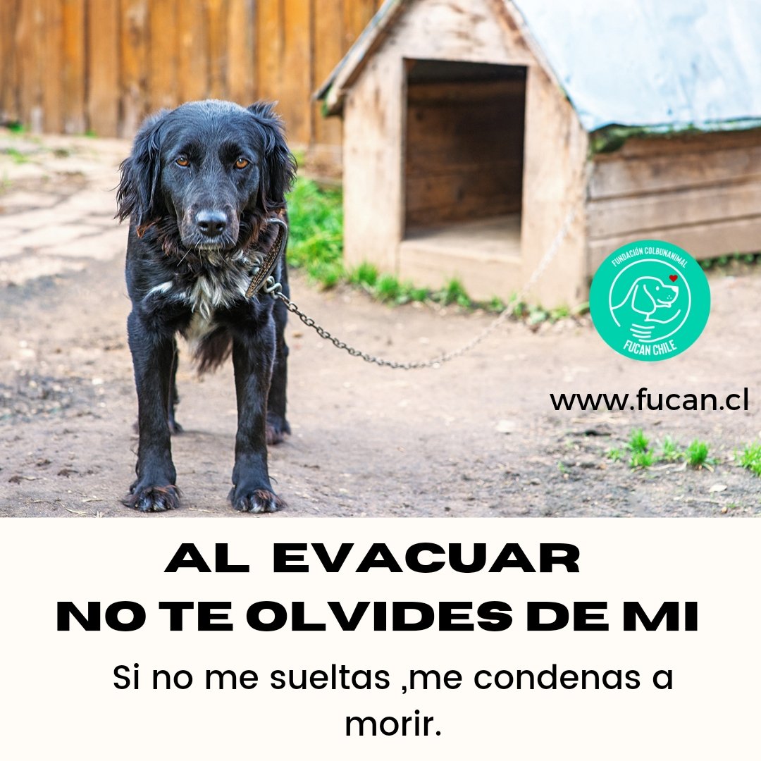 fucancl's tweet photo. La familia no de deja nunca atrás 

#evacúaconellos #IncendioForestal #viña #quilpue https://t.co/DPf0rBLT4Y