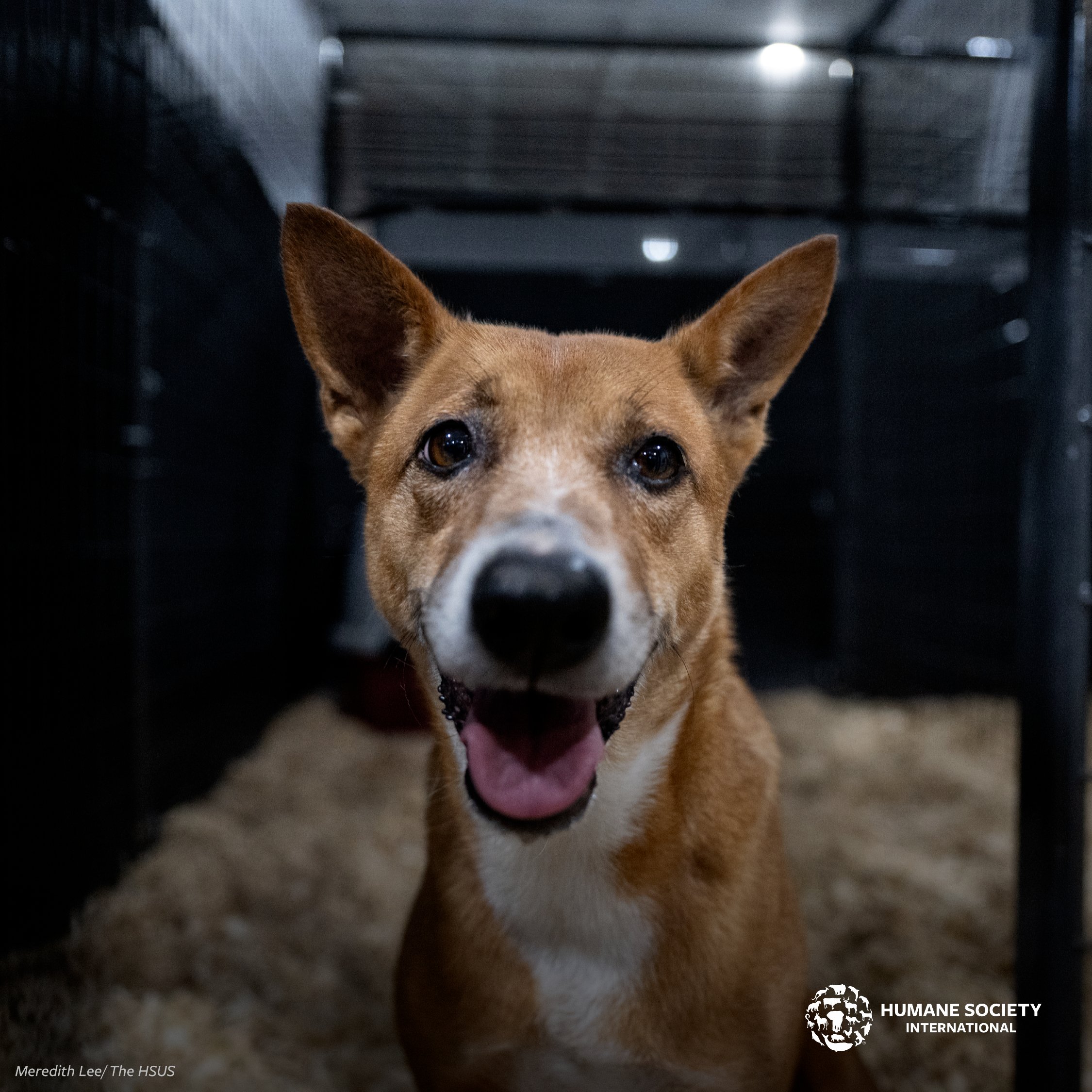 Humane society stray dog 2025