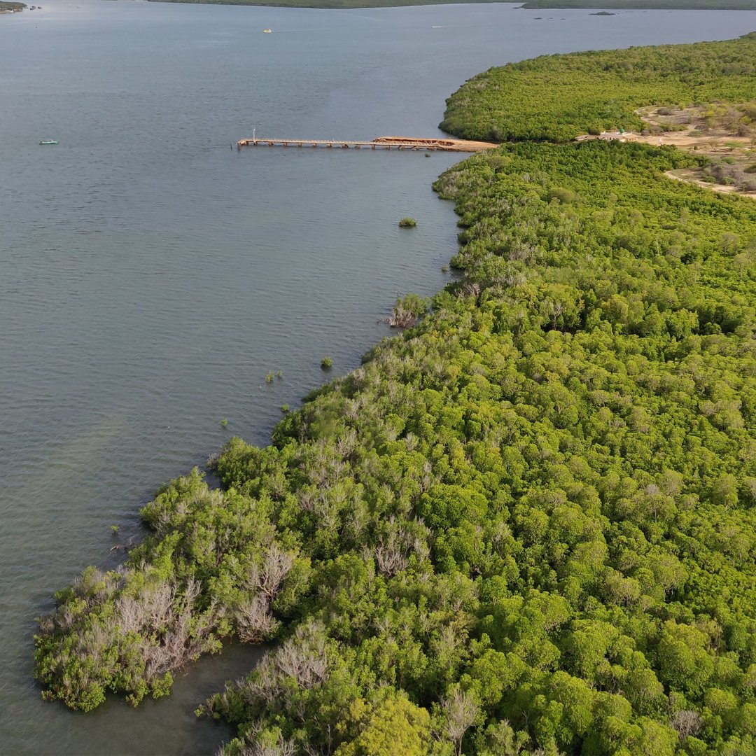 On #WorldWetlandsDay, we recognize the role wetlands play in our environment. These ecosystems are biodiversity hotspots, combat climate change, and act as carbon sinks. This World Wetlands Day, we invite you to partner with us to restore and conserve these ecosystems. #Eden