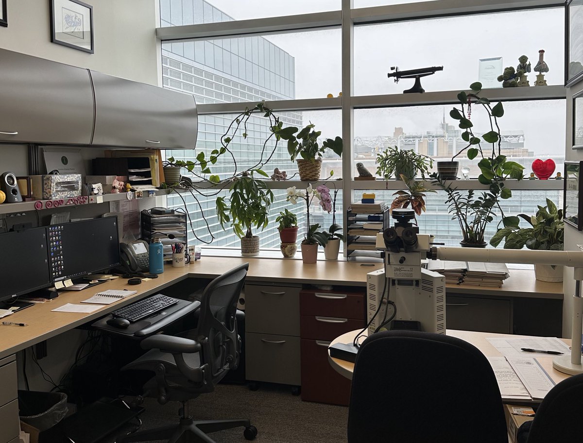 Sometimes when they are jack hammering outside your office on a Fri afternoon you just have to clean up and take care of your office garden. I wish I had taken a “before” pic! Hoping for some great energy when I come back on Monday. @WashU_BMD