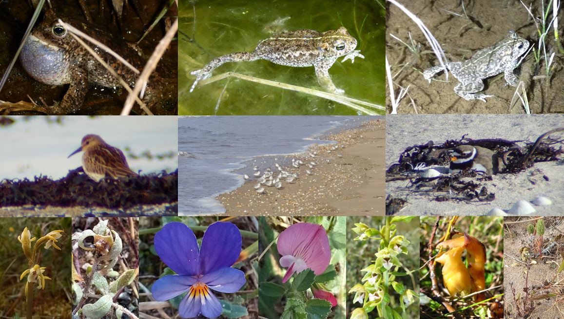 Neil Forbes (@treebeard_793) on Twitter photo Dune slacks are on of the coolest, and most underappreciated, habitats in the UK. Natterjack Toads, incredibly rare plants, bryophytes, dragonflies, beetles and all sorts of other incredible wildlife 💚💚💚
#WorldWetlandsDay
#Nature #NatureEmergency
<a href="/saveroanhead/">Save Roanhead</a> #SaveRoanhead Dune slacks are on of the coolest, and most underappreciated, habitats in the UK. Natterjack Toads, incredibly rare plants, bryophytes, dragonflies, beetles and all sorts of other incredible wildlife 💚💚💚
#WorldWetlandsDay
#Nature #NatureEmergency
<a href="/saveroanhead/">Save Roanhead</a> #SaveRoanhead