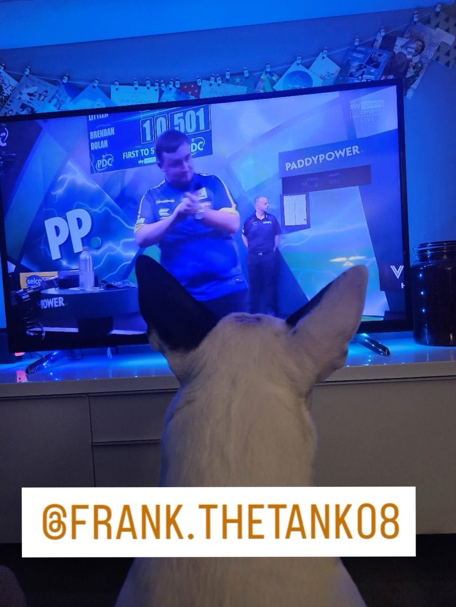 bulletcfc's tweet photo. #LukeLittler #lukethenuke #englishbullterrier #frankthetank https://t.co/wEsbxycxHr