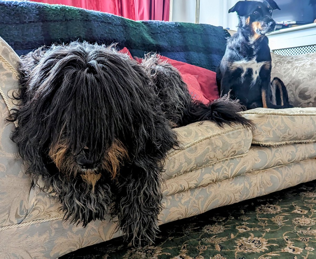 _MollyBear's tweet photo. #SofaDogs https://t.co/tsDz4J7uR4