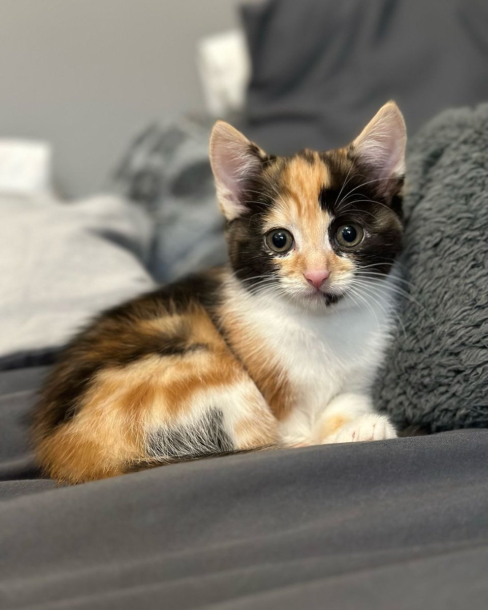Having a domesticated animal makes your life happy🥰