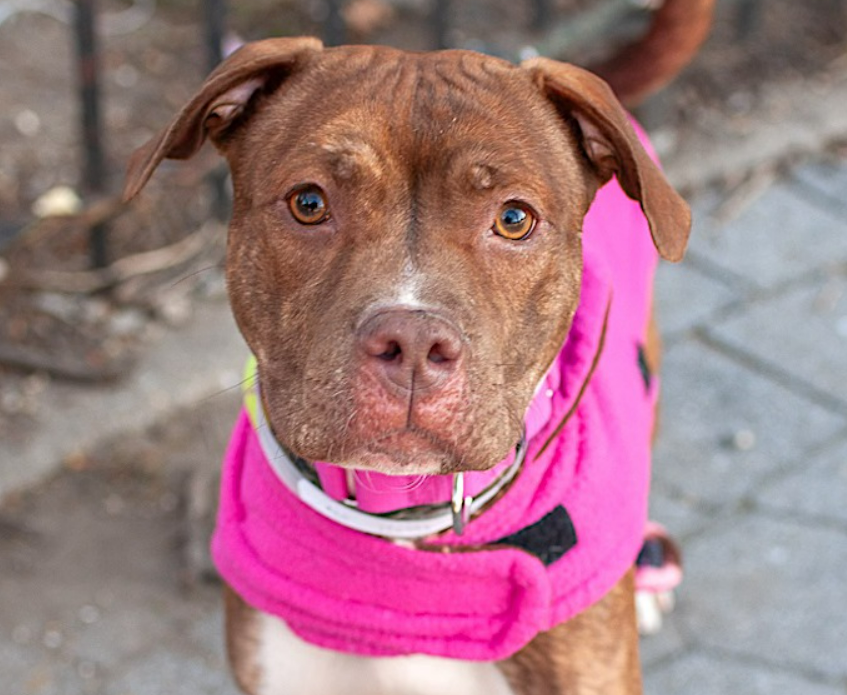 NMBewitched's tweet photo. Another #puppy, another starved stray
14 shares on #Meta😭
She needs a miracle
Active, vocal, brave & playful
She knows what she wants:
To live, to explore & to love
Are you going to help this #RedPit
We need a #Foster
#Pledges https://t.co/mCEbEfn4BD