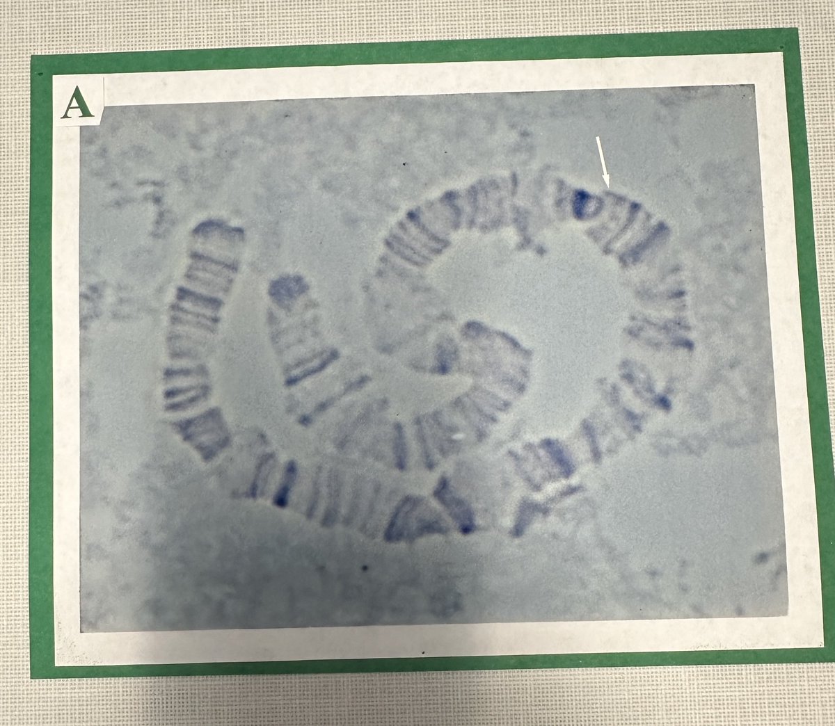 Christine Picard tweet media