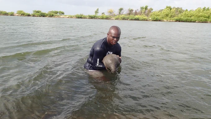 Jamal Galves in water with a manatee