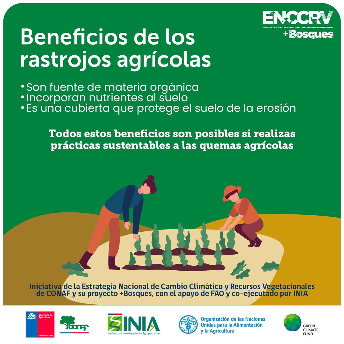 En la FAO estamos trabajado junto a <a href="/conaf_minagri/">CONAF - Corporación Nacional Forestal</a>, <a href="/iniachile/">INIA Chile</a> y el proyecto +Bosques🌲🌲en prácticas altarnativas al uso del fuego 🔥 en el sector silvoagropecuario, desde la Región del Maule a Los Lagos 🪵🥕🚜🥔🇨🇱
🟢 Conoce los beneficios de los rastrojos agrícolas 👀👇