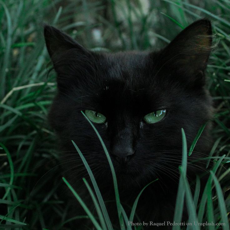 Black cats are not bad luck tweet media