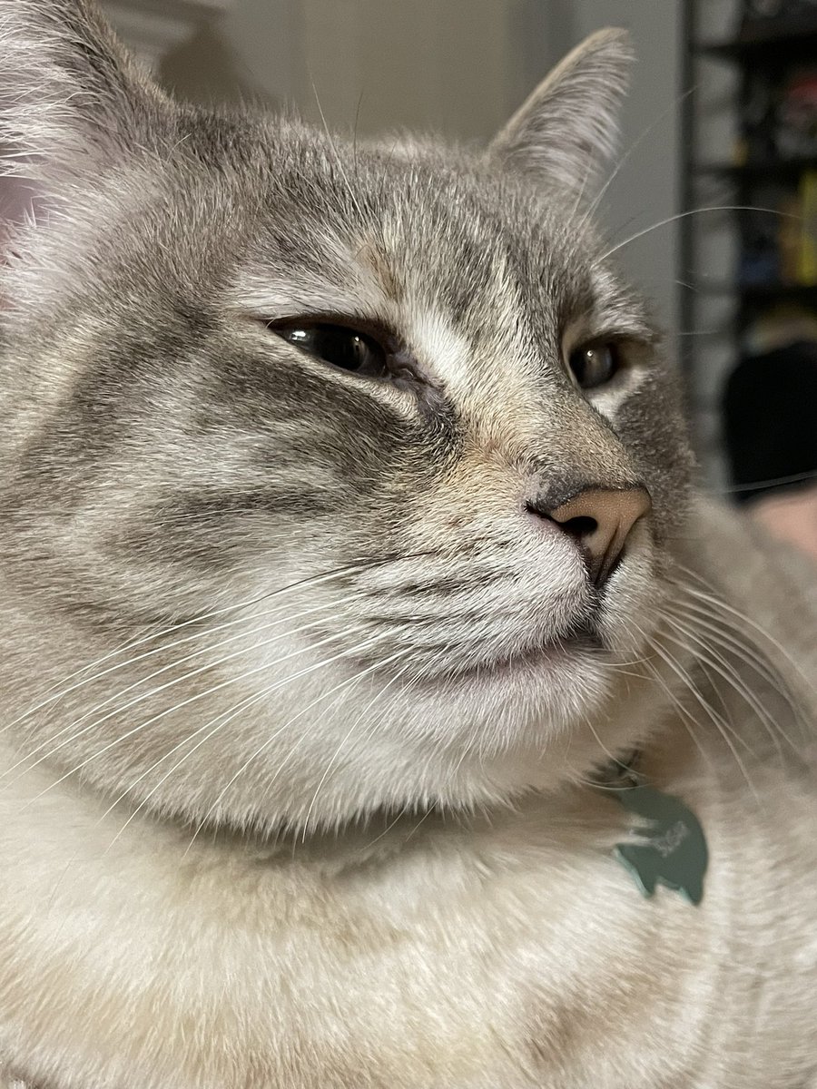 funkyfrog321's tweet photo. @TFT 🧧 Sugar is intrigued https://t.co/h0PyVLvqyH