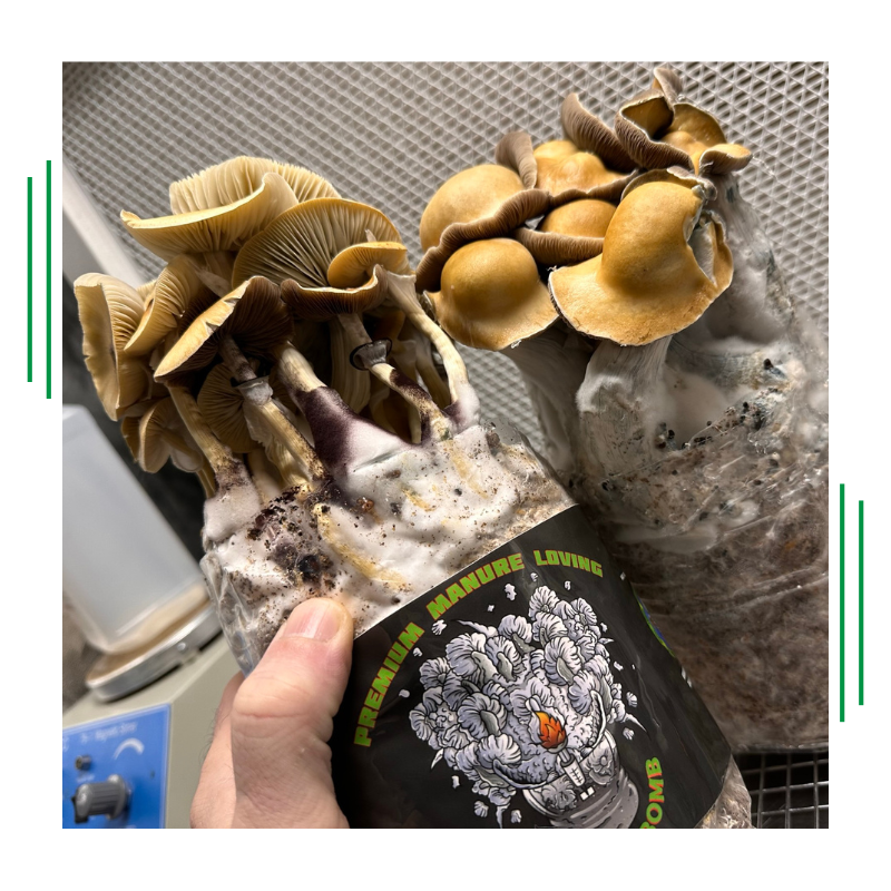 🍄🌟 LAST CALL for mushroom mavens! Join our LIVE Training for the 'Happy Mushroom' Challenge TONIGHT! Get all your questions answered by our expert, Oliver. Simple steps, BIG grows! 🚀 📷 Join NOW, before 5 PM CT! curativemushrooms.com/30-day-mushroo… #MushroomMagic #GrowWithUs…