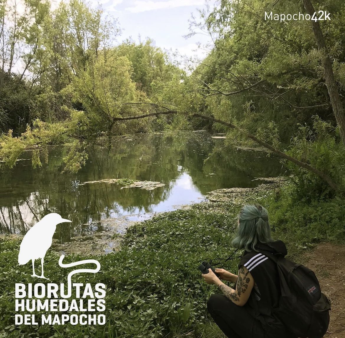 mapocho42k tweet media