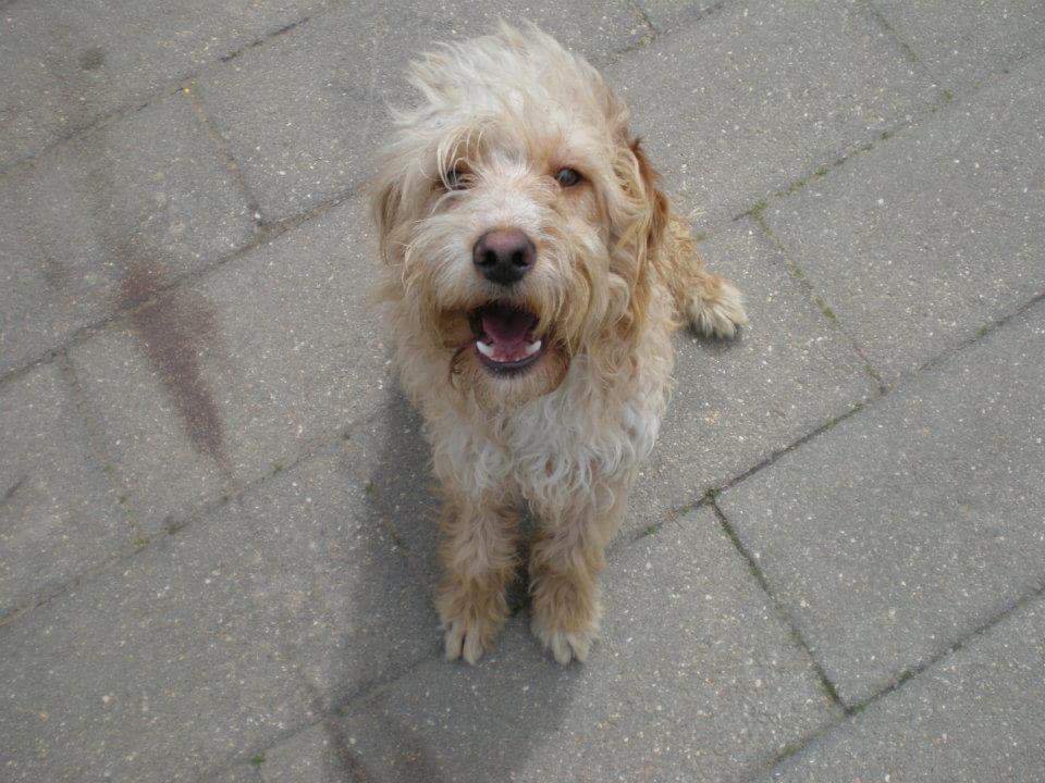 Tu primera foto. Gracias por concederme doce años de amor incondicional. Nada será lo mismo sin ti.