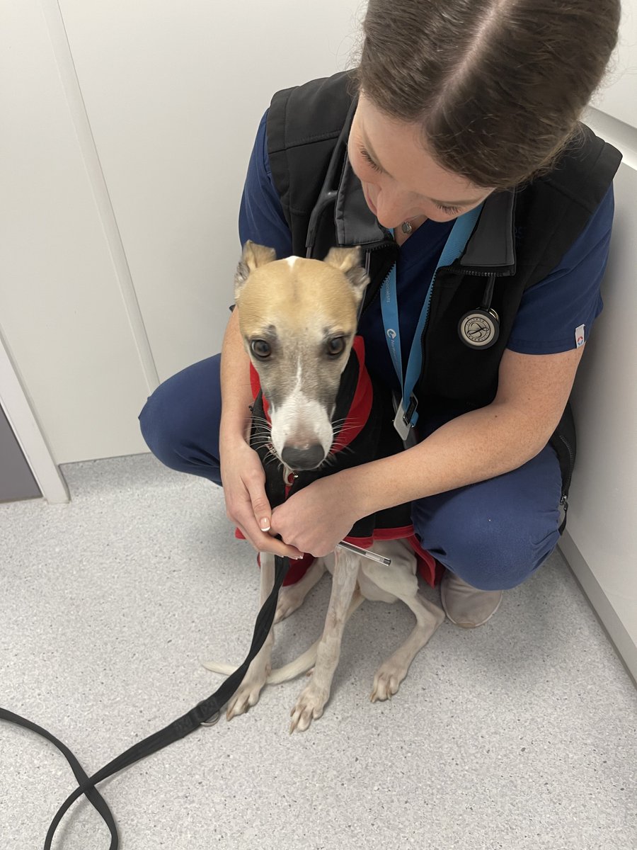casalindi's tweet photo. Rooby - I am sending love to all❤️ 😢😢 I could not have my medicine today because my white cells have fallen. Mum needs to drive me back to the vets on Monday where they will test my liver enzymes and white cells. Hopefully I can have some more treatment then🙏🏻🙏🏻Love you all ❤️ https://t.co/1codcxko1n