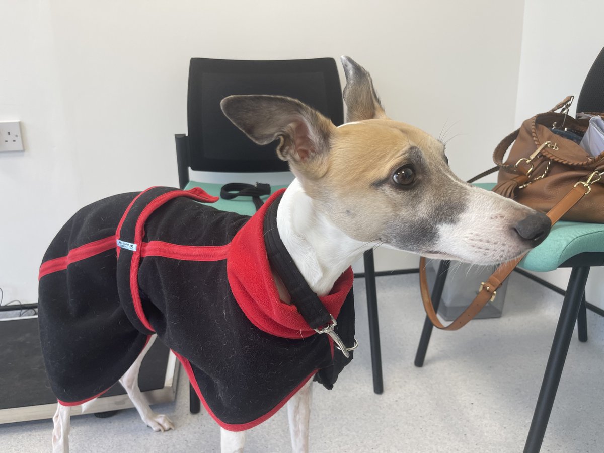 casalindi's tweet photo. Rooby - I am sending love to all❤️ 😢😢 I could not have my medicine today because my white cells have fallen. Mum needs to drive me back to the vets on Monday where they will test my liver enzymes and white cells. Hopefully I can have some more treatment then🙏🏻🙏🏻Love you all ❤️ https://t.co/1codcxko1n