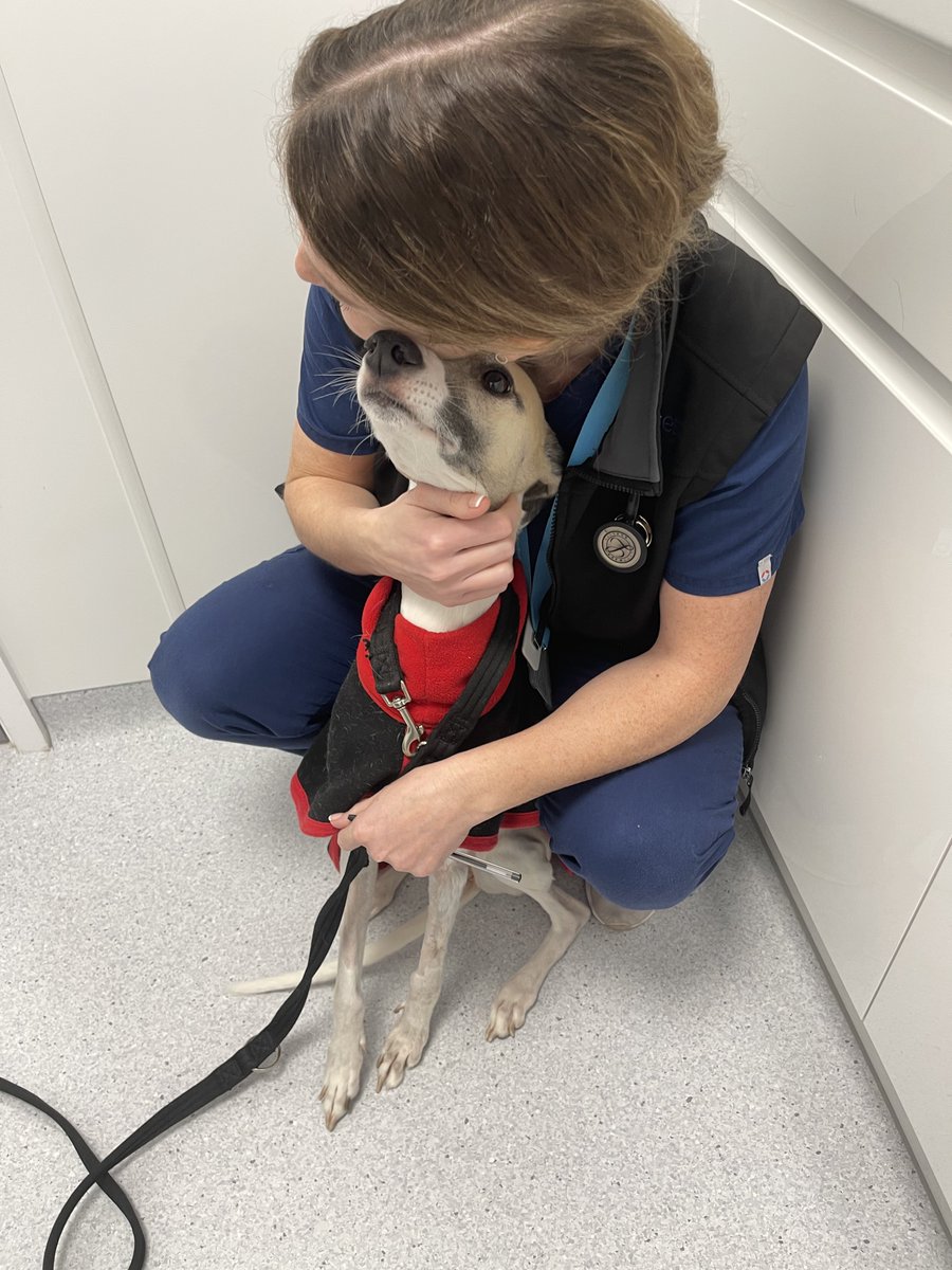 casalindi's tweet photo. Rooby - I am sending love to all❤️ 😢😢 I could not have my medicine today because my white cells have fallen. Mum needs to drive me back to the vets on Monday where they will test my liver enzymes and white cells. Hopefully I can have some more treatment then🙏🏻🙏🏻Love you all ❤️ https://t.co/1codcxko1n