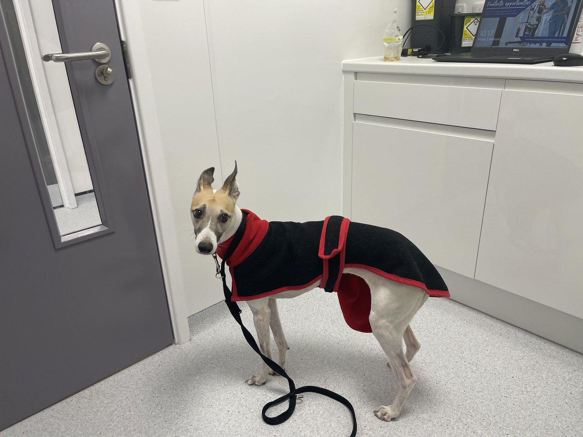 casalindi's tweet photo. Rooby - I am sending love to all❤️ 😢😢 I could not have my medicine today because my white cells have fallen. Mum needs to drive me back to the vets on Monday where they will test my liver enzymes and white cells. Hopefully I can have some more treatment then🙏🏻🙏🏻Love you all ❤️ https://t.co/1codcxko1n