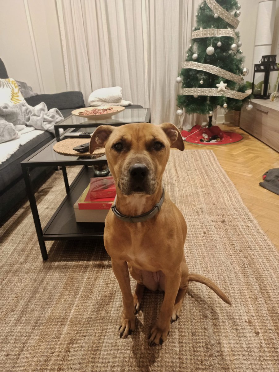 4qumas's tweet photo. Hola, esta es Xena. La rescatamos de una perrera cuando tenía 2 años en unas condiciones pésimas. Ahora, con 7 años ha desarrollado cáncer. Necesita quimioterapia para poder aplacarlo. El tratamiento funciona en el 90% de los casos, dura unos 5 meses si todo va bien- https://t.co/RrFv93sSaf