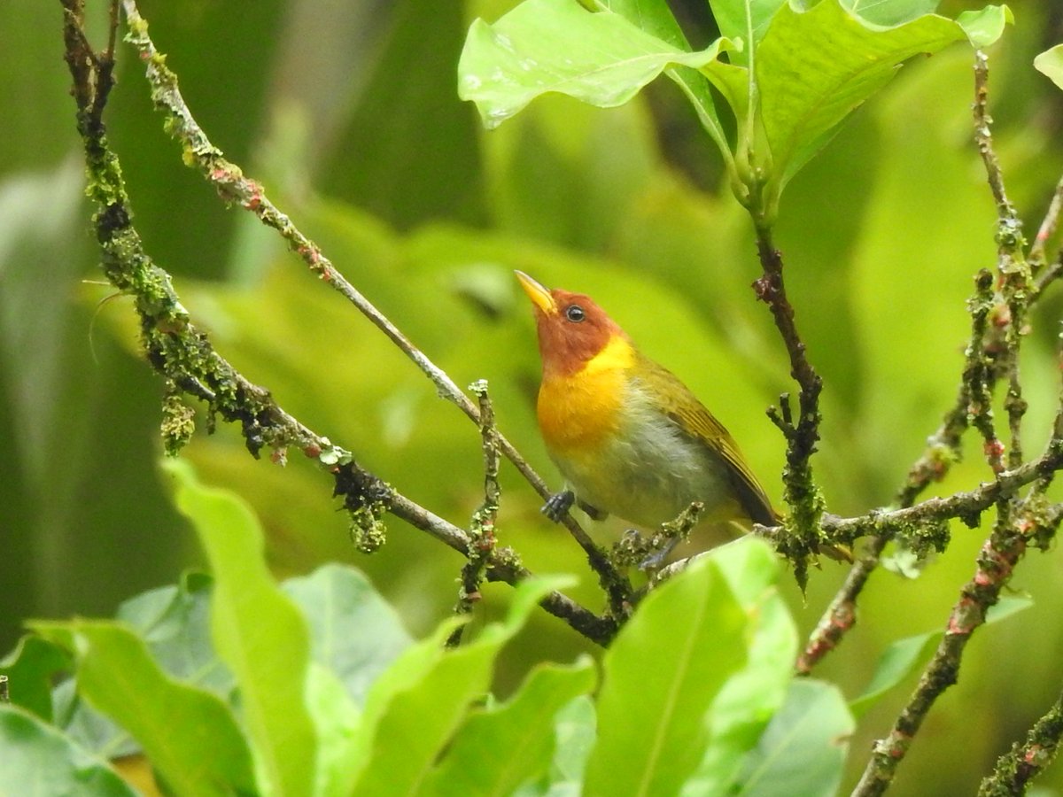 The Tanagers in Brazil were great saw but couldn't photograph Red-necked &amp; Green-headed.  Gilt-edged, Brassy-breasted, Swallow &amp; Rufous-headed were easier to capture with a bridge camera.