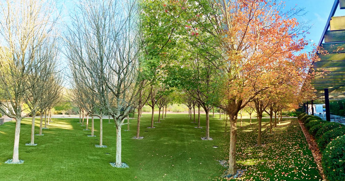Our Maple Grove likes to change her attire throughout the year and we never grow tired of it.

#shipsoftheseamaritimemuseum #shipsofthesea #maritimemuseum #shipsoftheseagardens #southerngardens #gardensofthesouth #mapletrees #placestoseeinsavannah #savannahga #visitsavannah