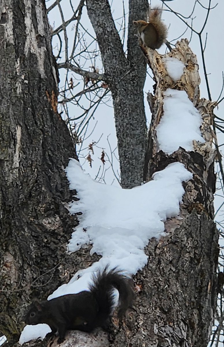 Usually the black squirrel has the upper hand, but not always.