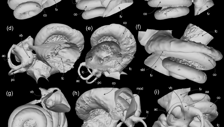 mickbisconti's tweet photo. New pub: the tympanoperiotic complex of the blue whale Balaenoptera musculus #whales #cetacea #evolution #zoology #bluewhale @AnatRecord 
https://t.co/uvP45p7Ipo https://t.co/sAqkeY9Fuu
