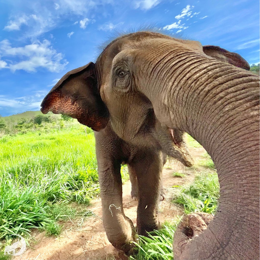 GlobalElephants's tweet photo. Recently, we’ve received some questions about enrichment. For instance, why do other sanctuaries provide their elephants (or other animals) with ‘toys’ or other activities and we don’t? Let's take a look for today's #EleFACT - https://t.co/4g5MHicumk https://t.co/6cPEZWIfGf