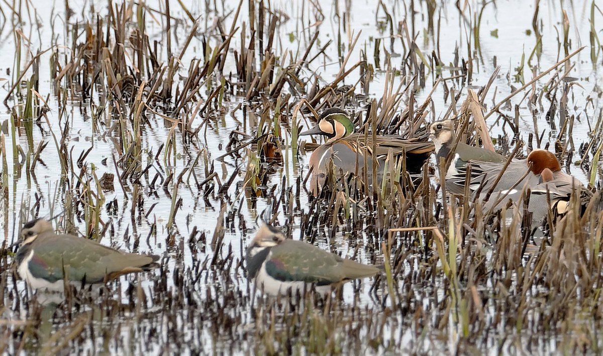 MarkDowie's tweet photo. Already down in Somerset so decided to detour to the Levels for the Baikal Teal. The overcast conditions didn't exactly help to showcase this cracking duck, but very happy with some excellent views - when not asleep... And what a great little reserve! #greylake #SomersetBirds https://t.co/F1MQYmOXg6
