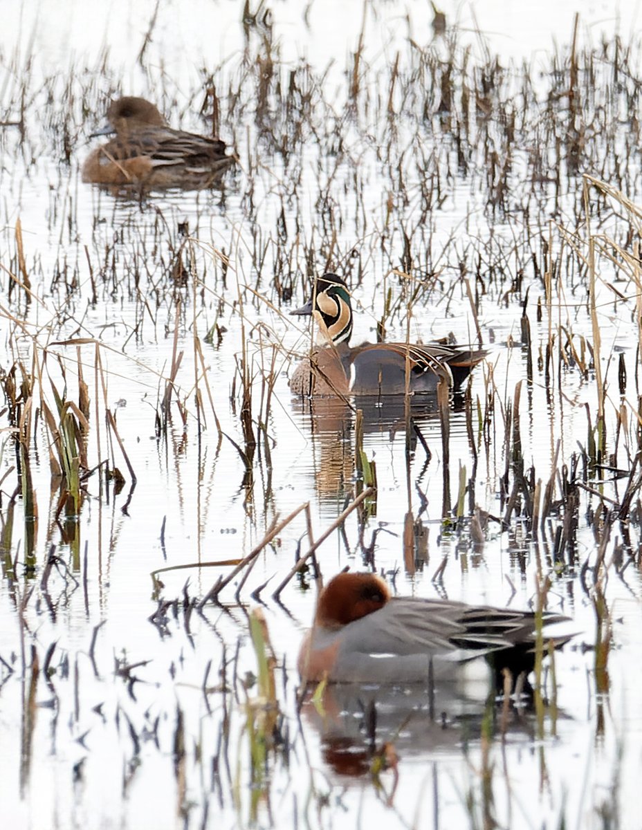 MarkDowie's tweet photo. Already down in Somerset so decided to detour to the Levels for the Baikal Teal. The overcast conditions didn't exactly help to showcase this cracking duck, but very happy with some excellent views - when not asleep... And what a great little reserve! #greylake #SomersetBirds https://t.co/F1MQYmOXg6