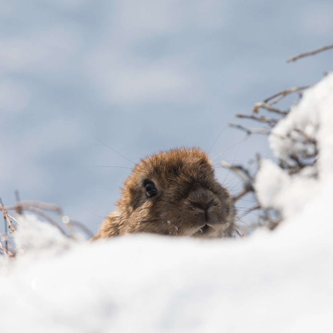 bwildinaspen's tweet image. Happy Groundhog Day! Whether the groundhog sees its shadow or not, let's embrace the chance for a fresh start and brighter days ahead.

And if your Spring plans include advancing your real estate goals, get in touch today!

#GroundhogDay #FreshStart #BHHSSP