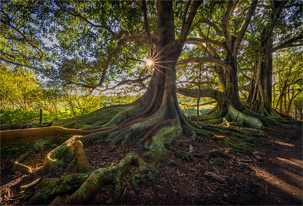 custom_tree's tweet image. Our arborists understand the importance of strong roots! Custom Tree Surgeons offers expert root care to keep your trees thriving from the ground up. Root for healthier trees with us! #RootCare #TreeWellness #ArboristWisdom&quot;