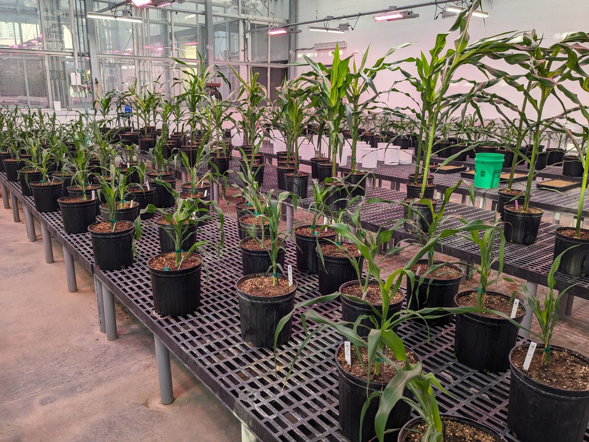 First time growing inbred sorghum next to inbred maize (maize is in the background and sorghum is in the foreground.
They were planted on the same day.

Amazing how quickly maize creates biomass by comparison.