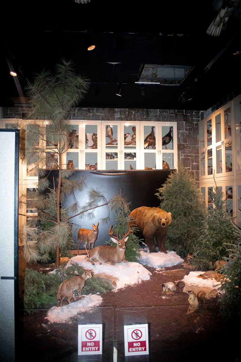 jcscottii's tweet photo. ☄️ 🔭 😮 🦕DINORAMA https://t.co/WKyltP4Yhf