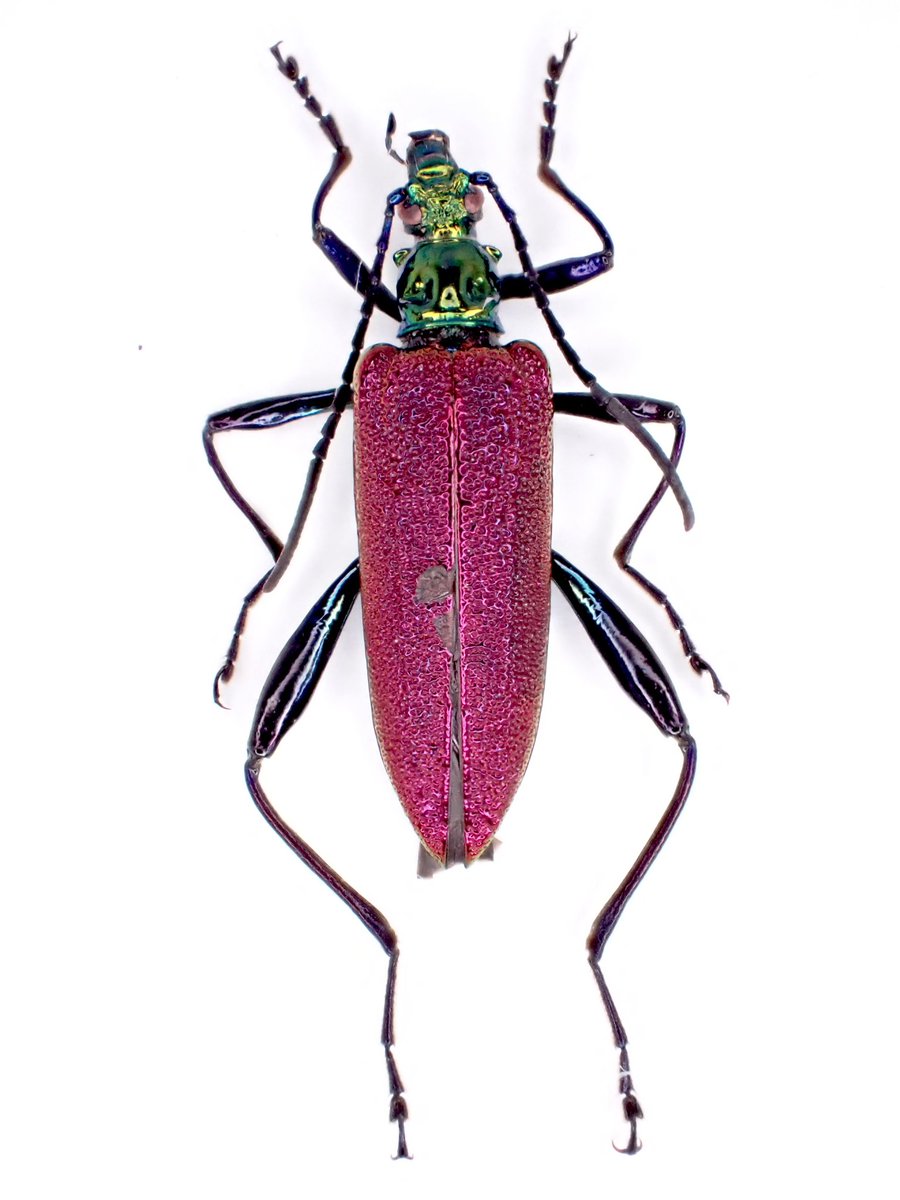 ベトナム🇻🇳産Cerambycidae
頭部のメタリックグリーン
エリトラの真紅の様な色々が素晴らしい