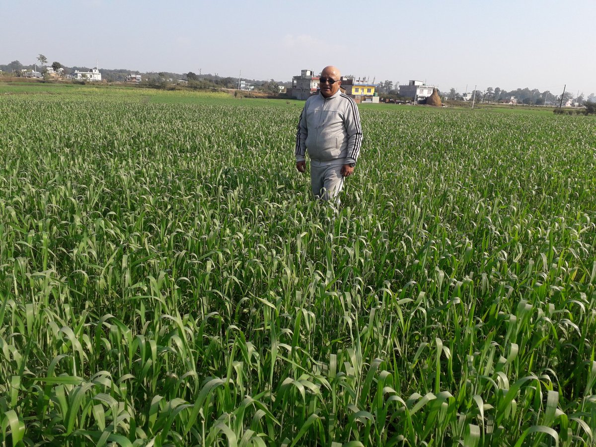 आफ्नै गांउ अफ्नै खेतबारिमा सांझपख  गहुँबालिमा टहलिंदै ।