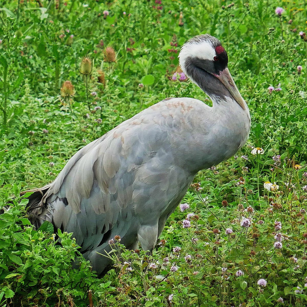 One more to celebrate
#WorldWetlandsDay2024 
Taken @WWTSlimbridge without these wetlands and amazing conservation efforts it would not be possible to see birds like this in the UK again thanks for all of the hard work👍
GN #TwitterNatureCommunity 💤
#birdwatching 
#NatureTherapy